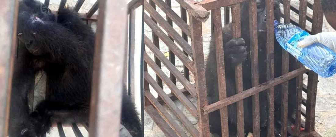 Customs rescues baby gorilla, arrest suspected wildlife trafficker in Kano
